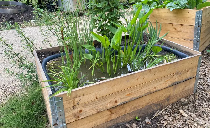 Sumpfbeet anlegen – So gelingt Ihr Naturgarten-Biotop