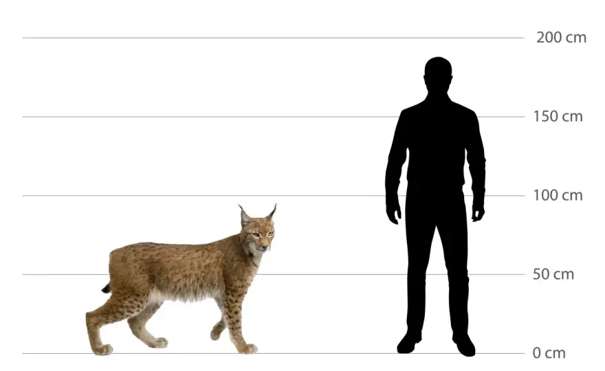 Luchs in Deutschland - Steckbrief, Schutz & Verhalten