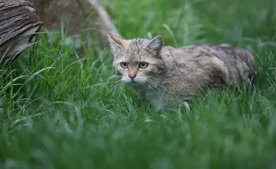 Wildkatze in Deutschland - So erkennst du sie & schützt ihren Lebensraum