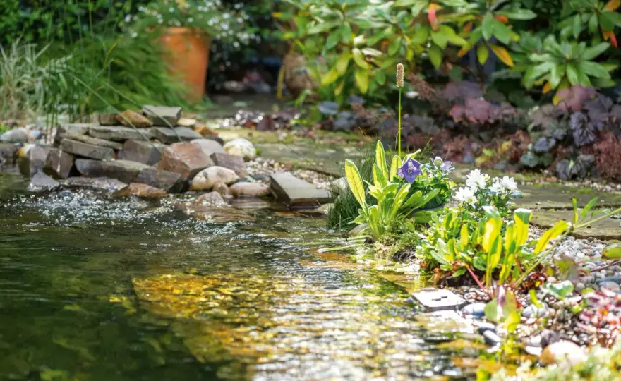 Gartenteich bepflanzen - So wird er zum Naturparadies!