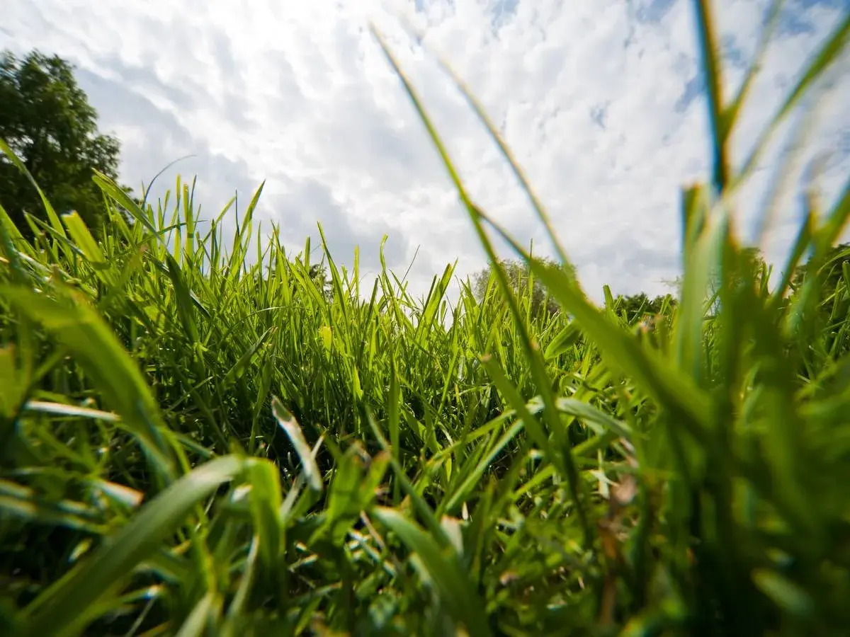 Hohes, grünes Gras im Vordergrund, der Himmel mit Wolken darüber. Hier wird **no mow may** gefeiert, die Natur darf wachsen.