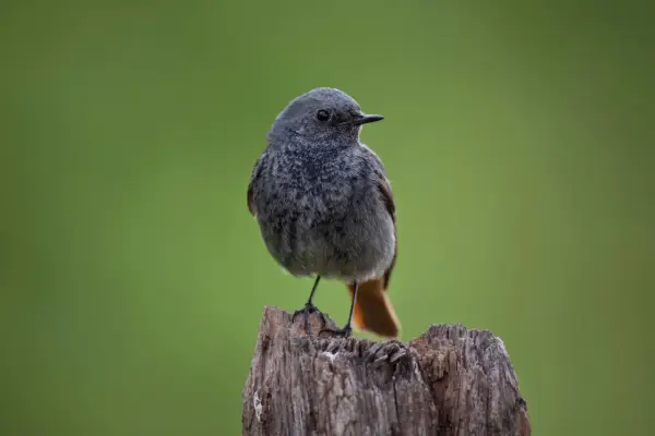 Ein junger Hausrotschwanz sitzt auf einem Baumstumpf. Sein Gefieder ist grau, der Schwanz leuchtend orange.