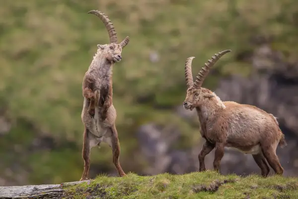 Zwei Steinbock-Tiere auf einer Bergwiese. Eines steht aufrecht, das andere geht.
