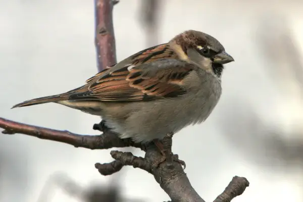 Ein Spatz sitzt auf einem Ast. Wie lange lebt ein Spatz? Diese Frage beschäftigt viele Naturfreunde.