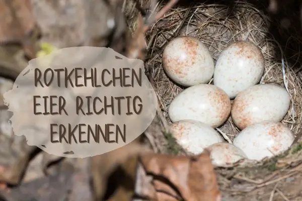 Sechs zarte, gesprenkelte Rotkehlchen Eier liegen im Nest. Ein Schild erklärt, wie man sie richtig erkennt.
