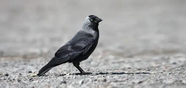 Ein schwarzer dole vogel mit hellblauen Augen steht auf steinigem Boden.