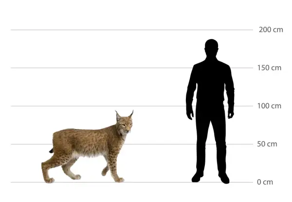 Ein Luchs-Tier steht neben einer menschlichen Silhouette, die Größenverhältnisse verdeutlichen. Der Luchs erreicht etwa die Hüfthöhe eines durchschnittlichen Mannes.