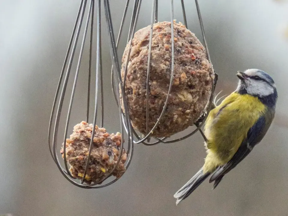 Vogelfutter im Winter - Was wirklich hilft & was nicht!
